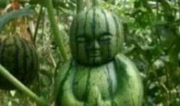 阳江网红吃瓜事件真相,揭秘背后真相与网络舆论的反思